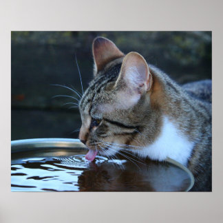Póster Gato