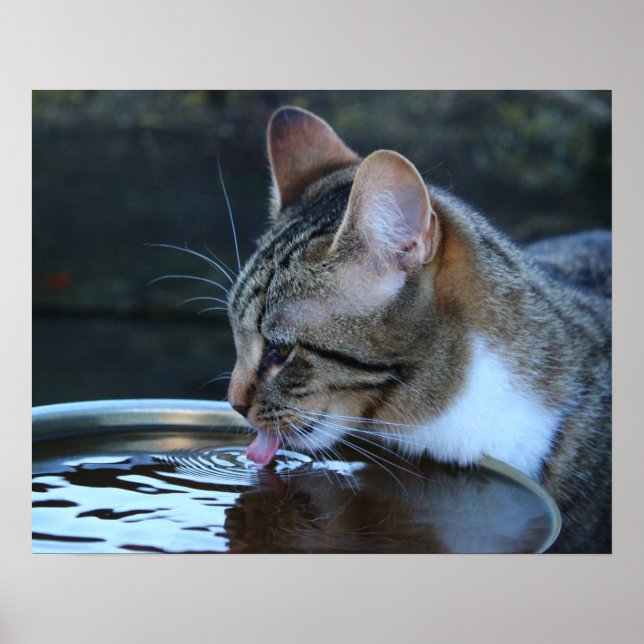 Póster Gato (Frente)