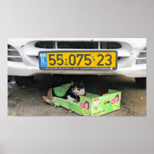 Póster Gato 1 da caixa