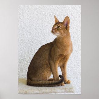 Póster Gato abissino