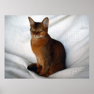Poster Gato Abissino Ruddy
