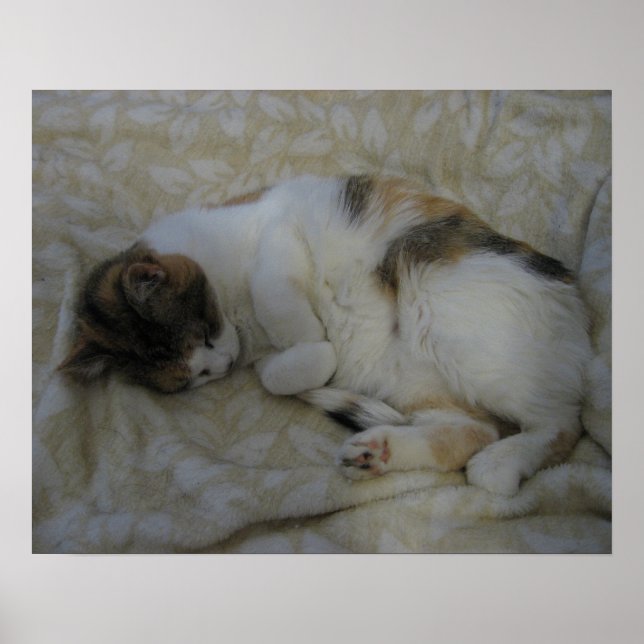 Poster Gato Adormecido (Frente)