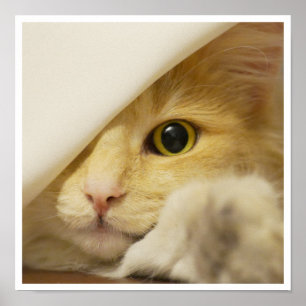 Póster Gato Amarelo-Gato-Gato-Gato