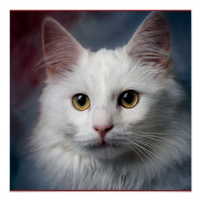 Póster Gato Angorá Turco Branco Azul Vermelho (Frente)