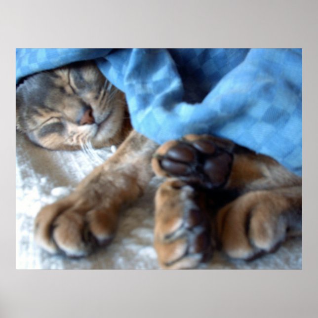 Póster Gato Azul do Abismo Azul Dormindo (Frente)
