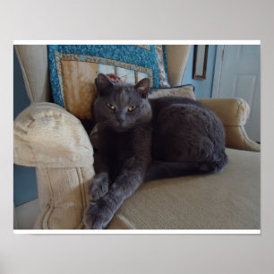 Poster Gato azul do russo