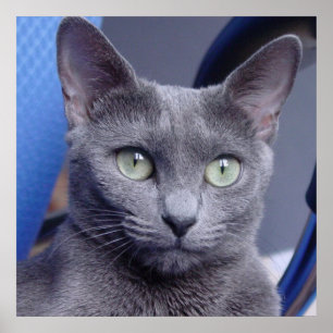 Póster Gato Azul Russo