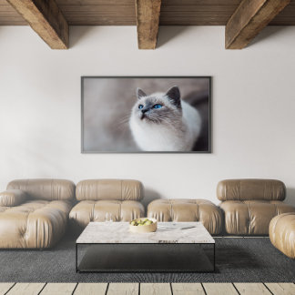 Poster Gato birmanês com olhos azuis impressionantes