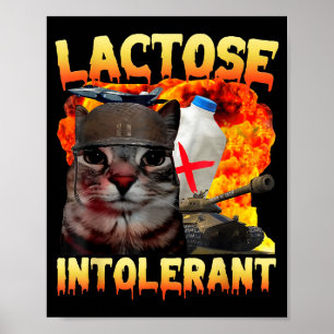 Poster Gato Bobo Memorando de Intolerância à Lactose Dizi