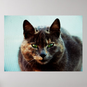 Póster Gato bonito