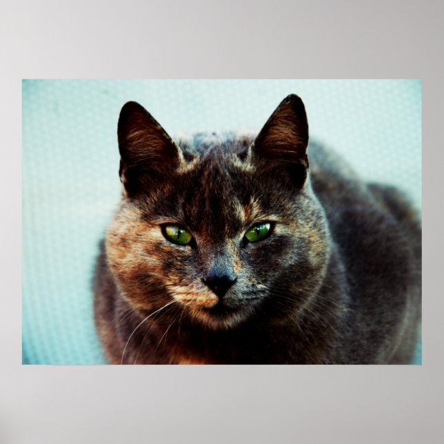 Póster Gato bonito (Frente)