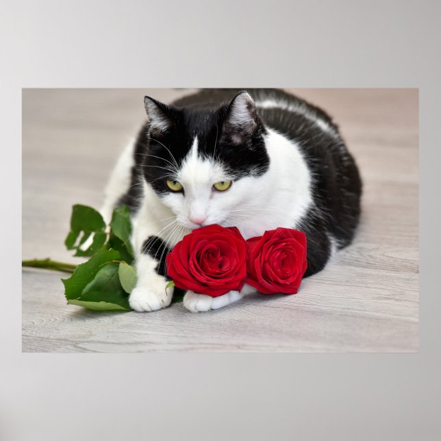 Poster Gato bonito com a rosa vermelha (Frente)