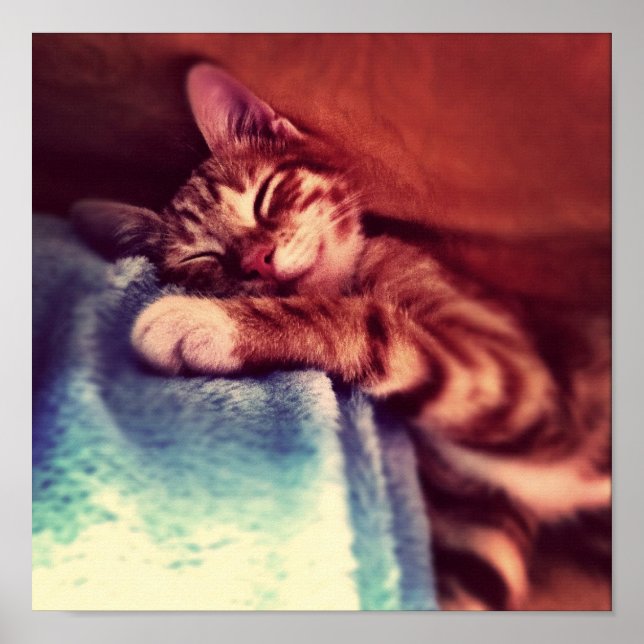 Póster Gato bonito dormindo (Frente)