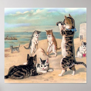 Póster Gato bonito na praia