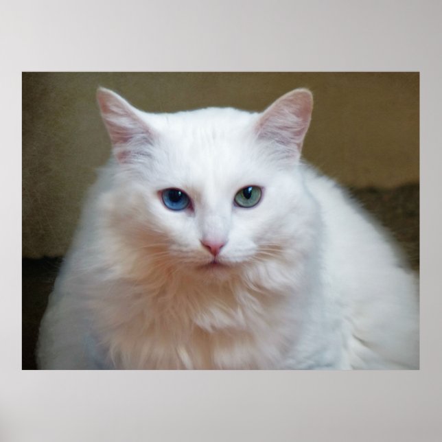 Poster Gato Branco (Frente)