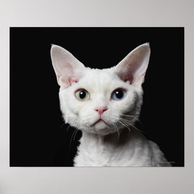 Poster Gato branco de olhos estranhos (Frente)