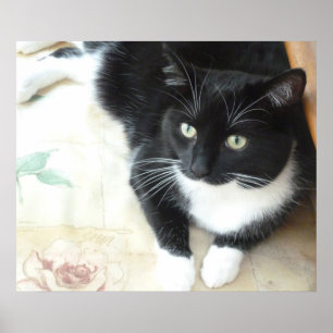 Poster Gato branco e preto