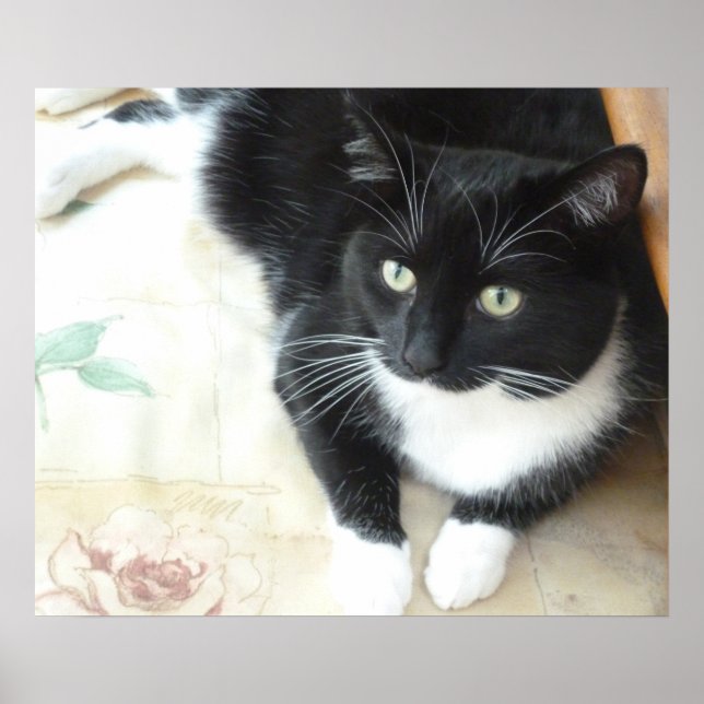 Poster Gato branco e preto (Frente)
