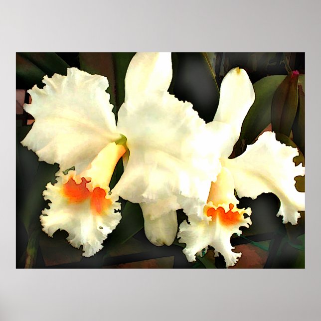 Poster Gato Branco Fluffy..tleyas (Frente)