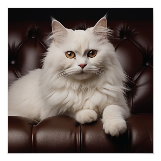 Póster Gato branco majestoso (Frente)