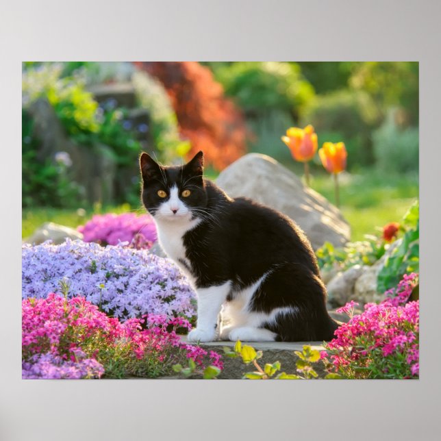Poster Gato branco preto e bonito em um jardim de flores  (Frente)