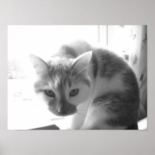 Poster Gato Branco Vintage