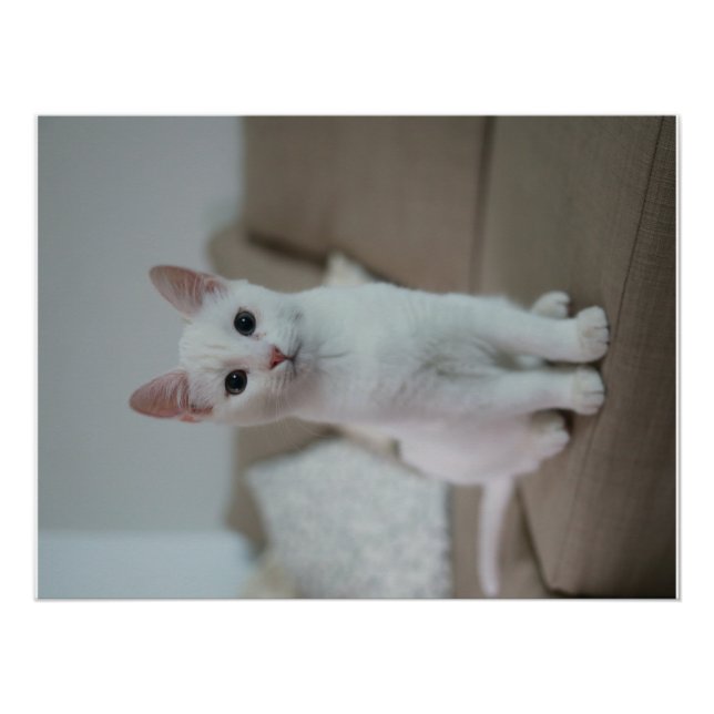 Póster Gato branco | Zazzle_Growth. (Frente)