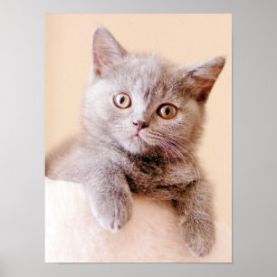 Póster Gato britânico bonito de Shorthair