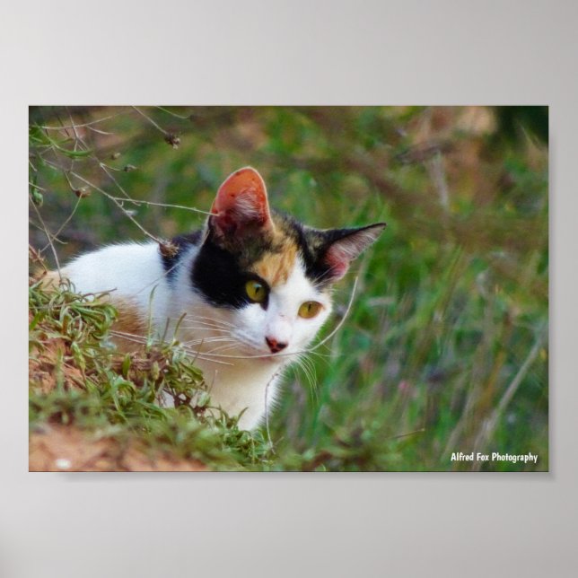 Poster Gato Calico à Espera (Frente)