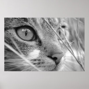 Póster gato cinza e branco em um verde