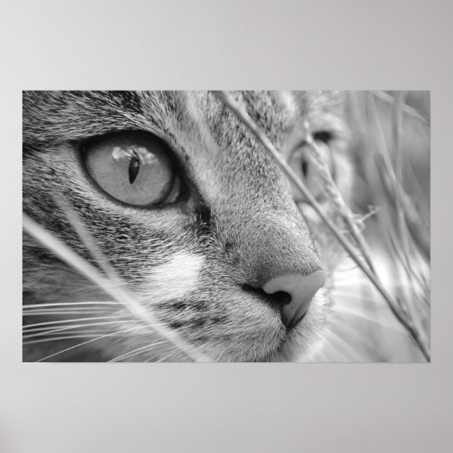 Póster gato cinza e branco em um verde (Frente)