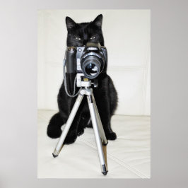 Póster Gato com a câmera - cartaz