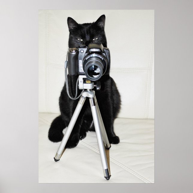 Póster Gato com a câmera - cartaz (Frente)