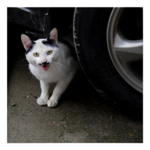 Póster Gato com bigode