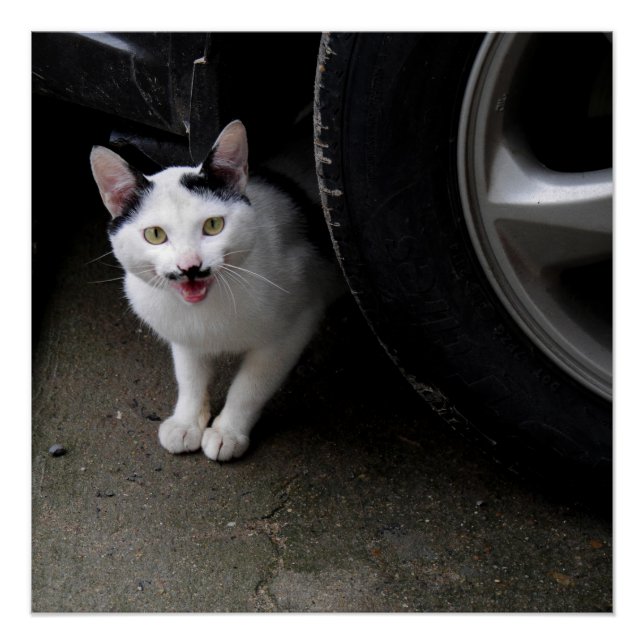 Póster Gato com bigode (Frente)