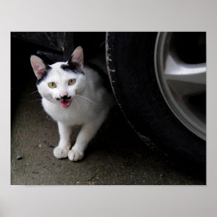 Poster Gato com bigode
