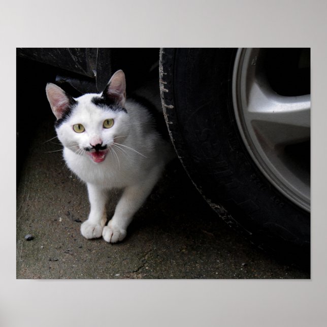 Poster Gato com bigode (Frente)