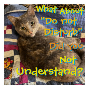 Póster Gato com poster de atitude