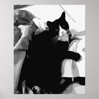 Poster Gato com Roupa Limpa