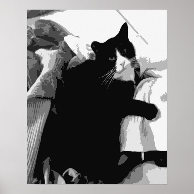 Poster Gato com Roupa Limpa  (Frente)