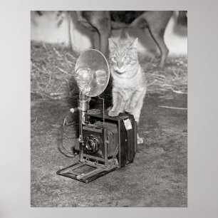 Póster Gato com uma Câmera, 1936. Foto Antiga