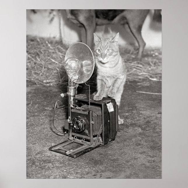 Póster Gato com uma Câmera, 1936. Foto Antiga (Frente)