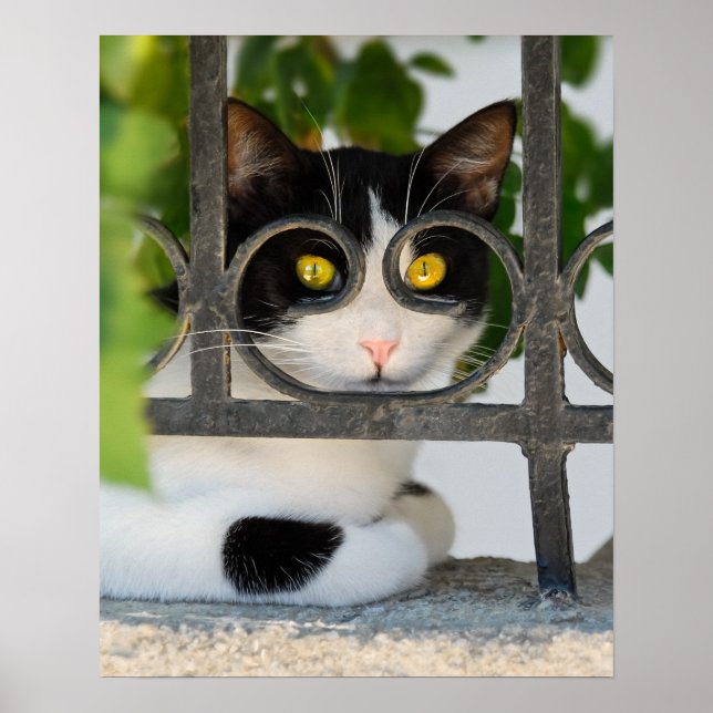 Póster Gato curioso com óculos Foto engraçada (Frente)