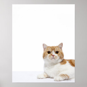 Póster Gato da dobra do Scottish