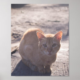 Poster Gato da Manhã