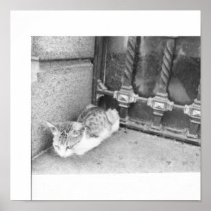 Poster Gato da rua de Argentina