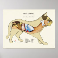 Gato de Anatomia Digestiva Interna