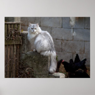 Poster Gato de Angora Branca de cinzas