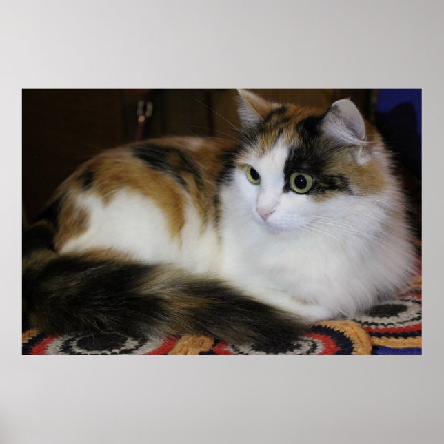 Poster Gato de Animais de Companhia Bonitos em Vermelho A (Frente)