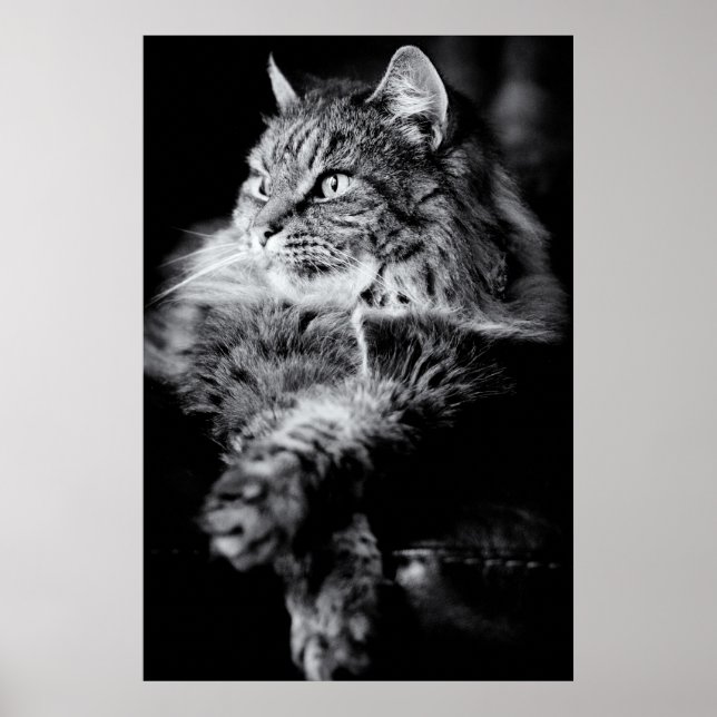 Poster Gato de Cabelo Longo de Prata (Frente)